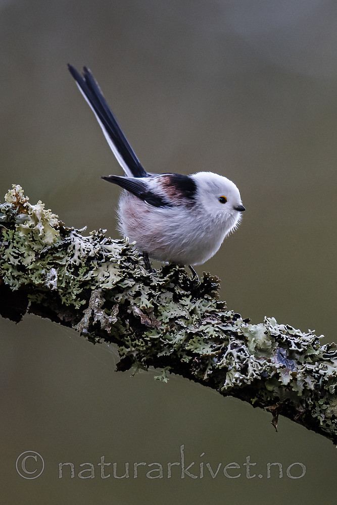BB_20200112_0024 / Aegithalos caudatus / Stjertmeis