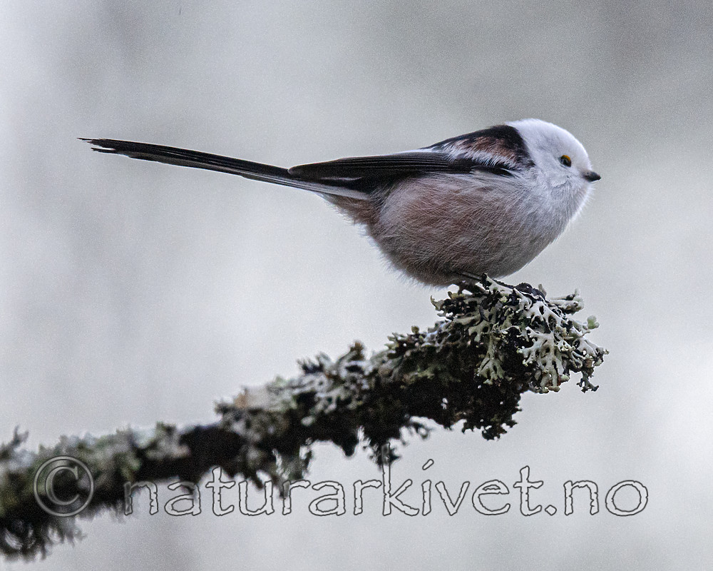 BB_20200112_0036 / Aegithalos caudatus / Stjertmeis