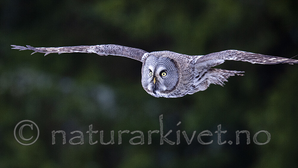 BB_20200201_0119 / Strix nebulosa / Lappugle