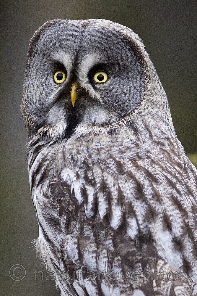 BB_20200215_0080 / Strix nebulosa / Lappugle