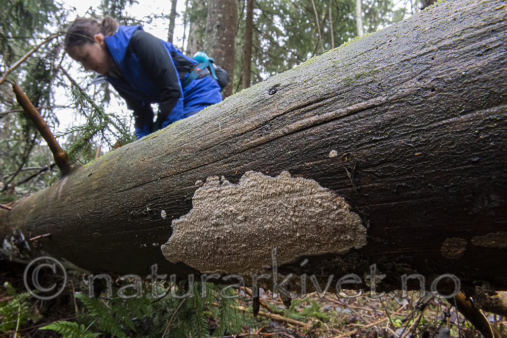 BB_20200216_0008 / Phlebia centrifuga / Rynkeskinn