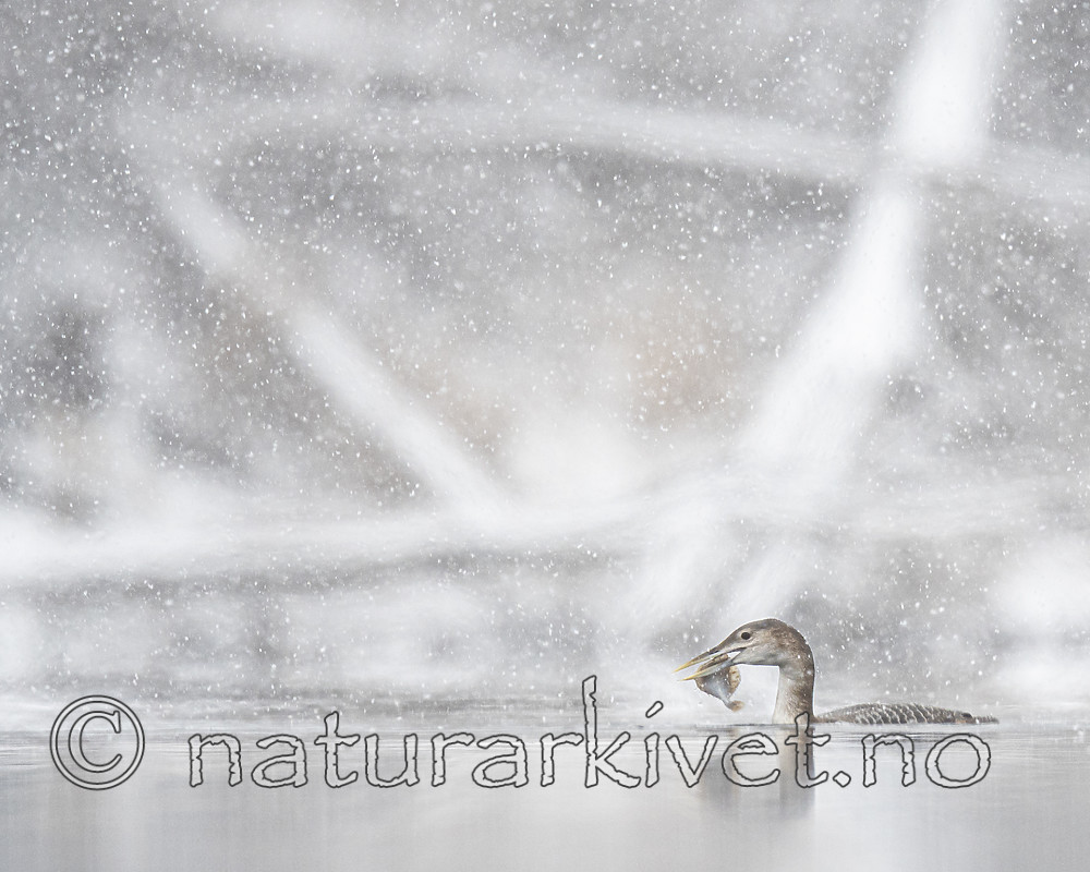 BB_20200229_0025 / Gavia adamsii / Gulnebblom