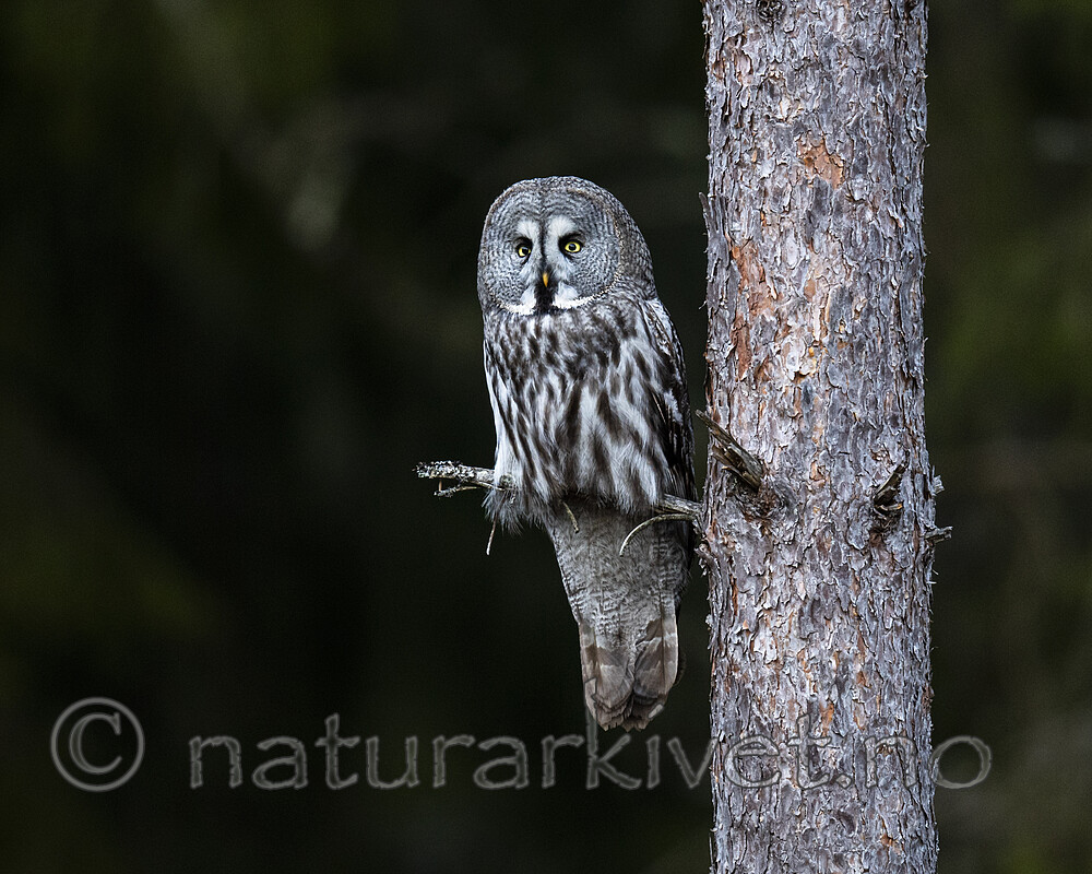 BB_20200313_0045 / Strix nebulosa / Lappugle