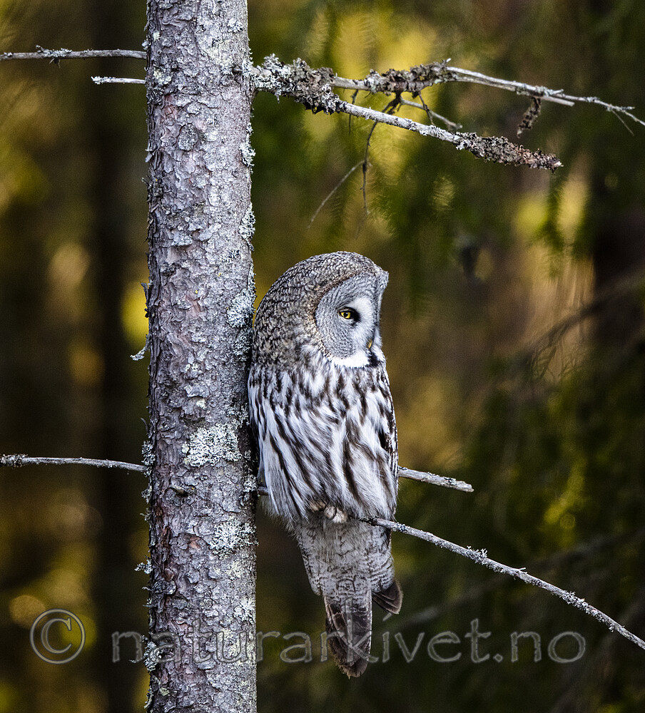 BB_20200314_0120 / Strix nebulosa / Lappugle