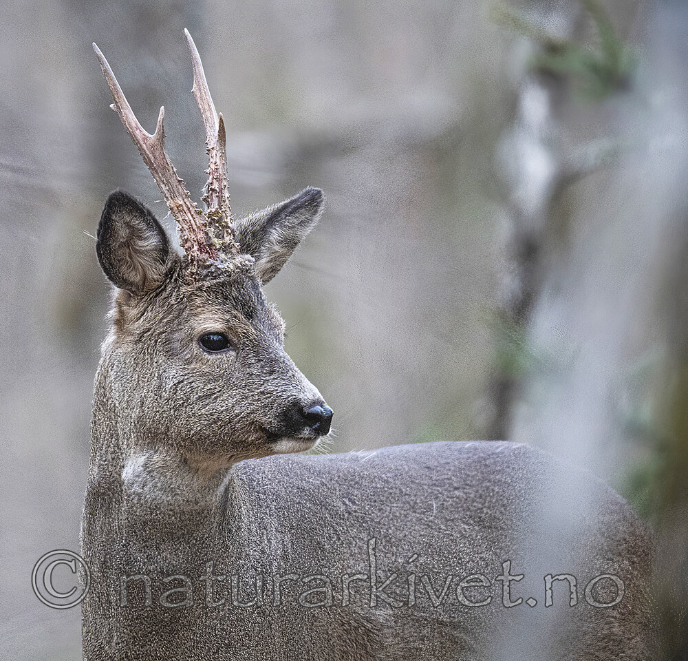 BB_20200409_0370 / Capreolus capreolus / Rådyr
