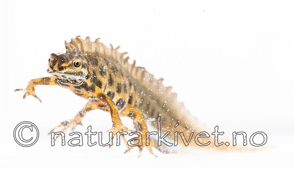 BB_20200426_0120 / Lissotriton vulgaris / Småsalamander