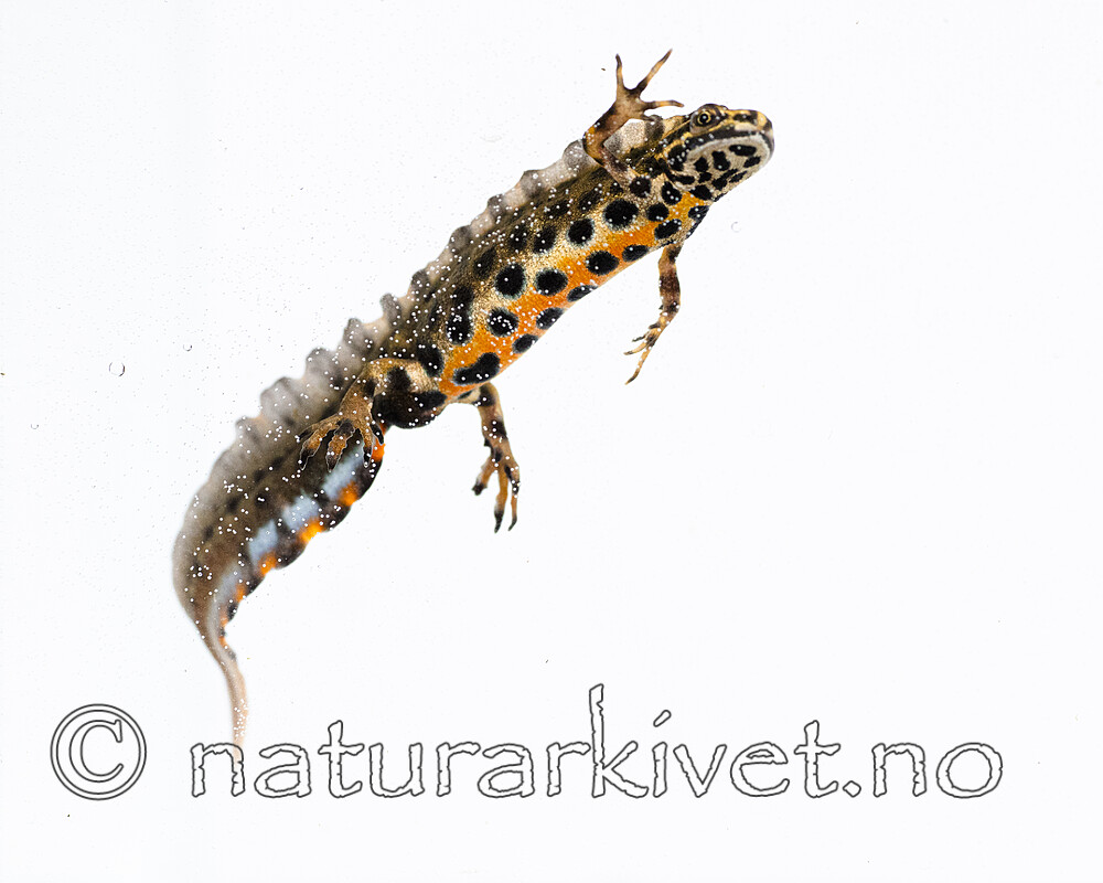 BB_20200502_0098 / Lissotriton vulgaris / Småsalamander