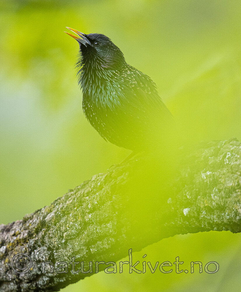 BB_20200508_0104 / Sturnus vulgaris / Stær