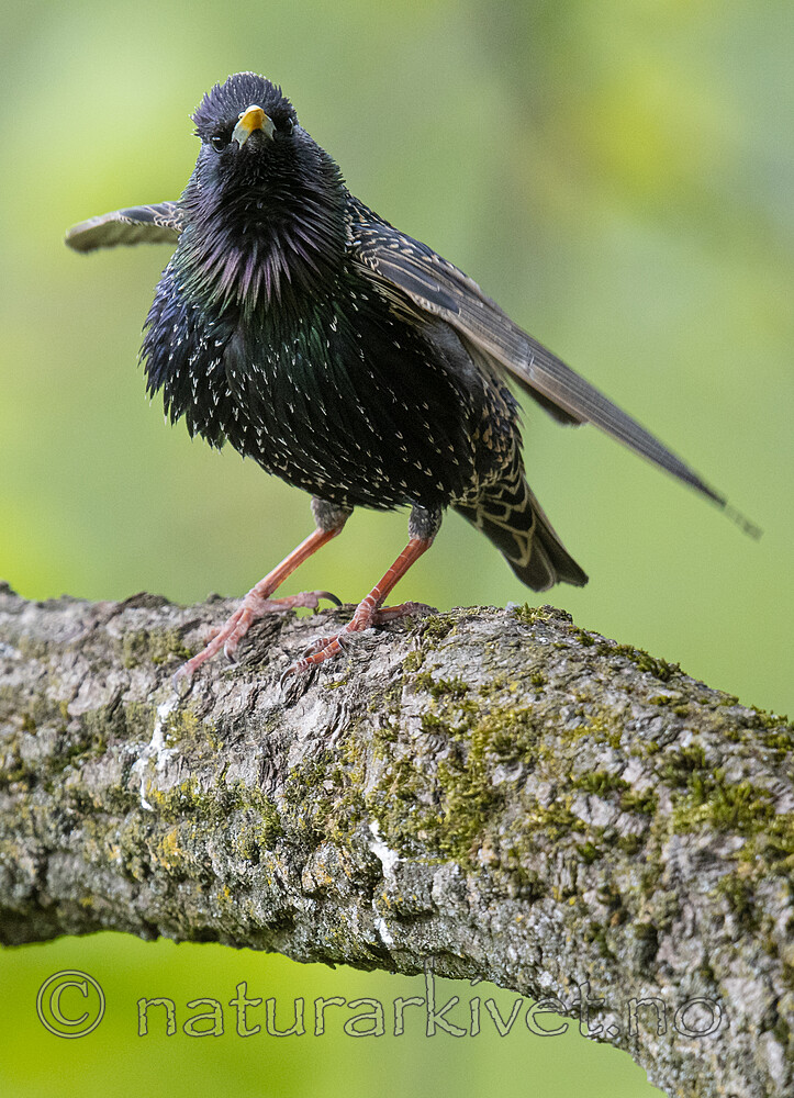 BB_20200508_0108 / Sturnus vulgaris / Stær