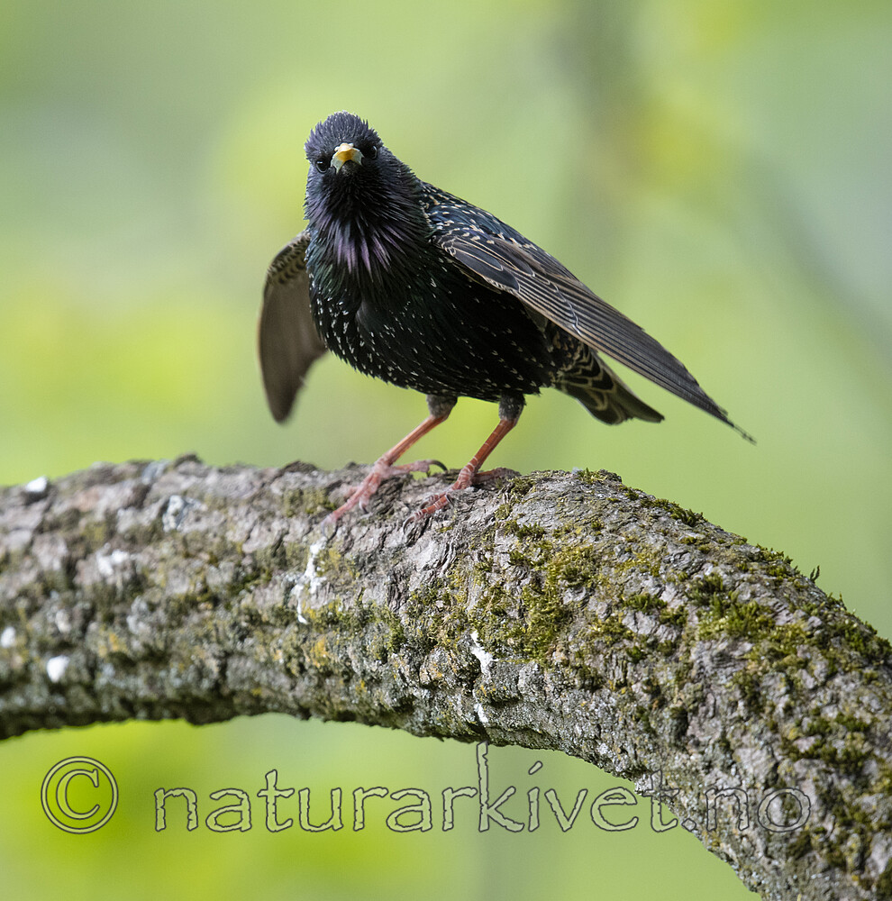 BB_20200508_0128 / Sturnus vulgaris / Stær