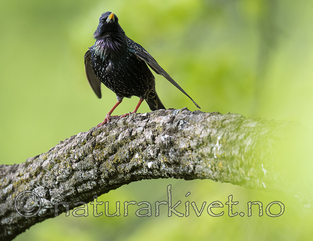 BB_20200508_0155 / Sturnus vulgaris / Stær