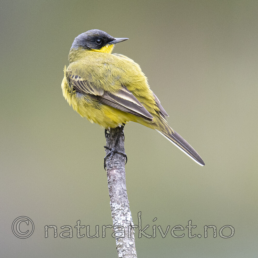 BB_20200516_3318 / Motacilla flava / Gulerle