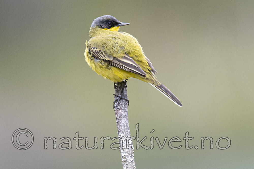 BB_20200516_3319 / Motacilla flava / Gulerle