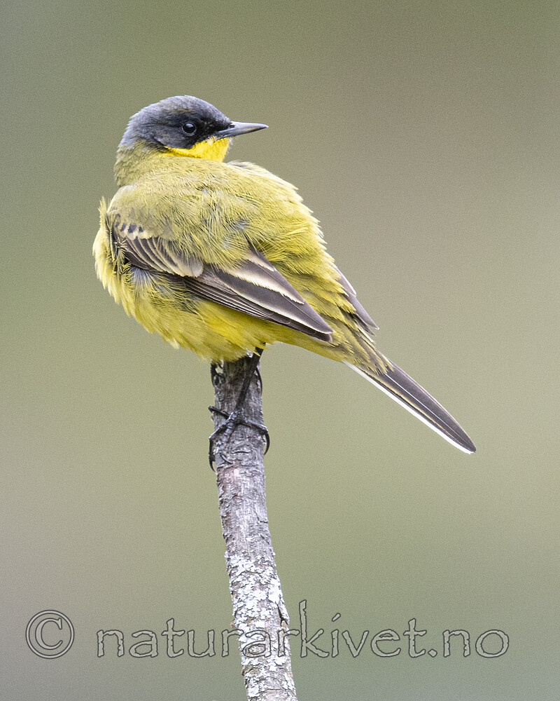 BB_20200516_3321 / Motacilla flava / Gulerle