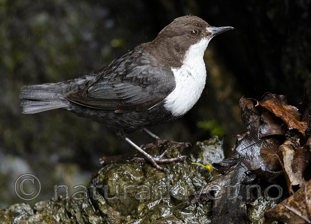 BB_20200518_0715 / Cinclus cinclus / Fossekall