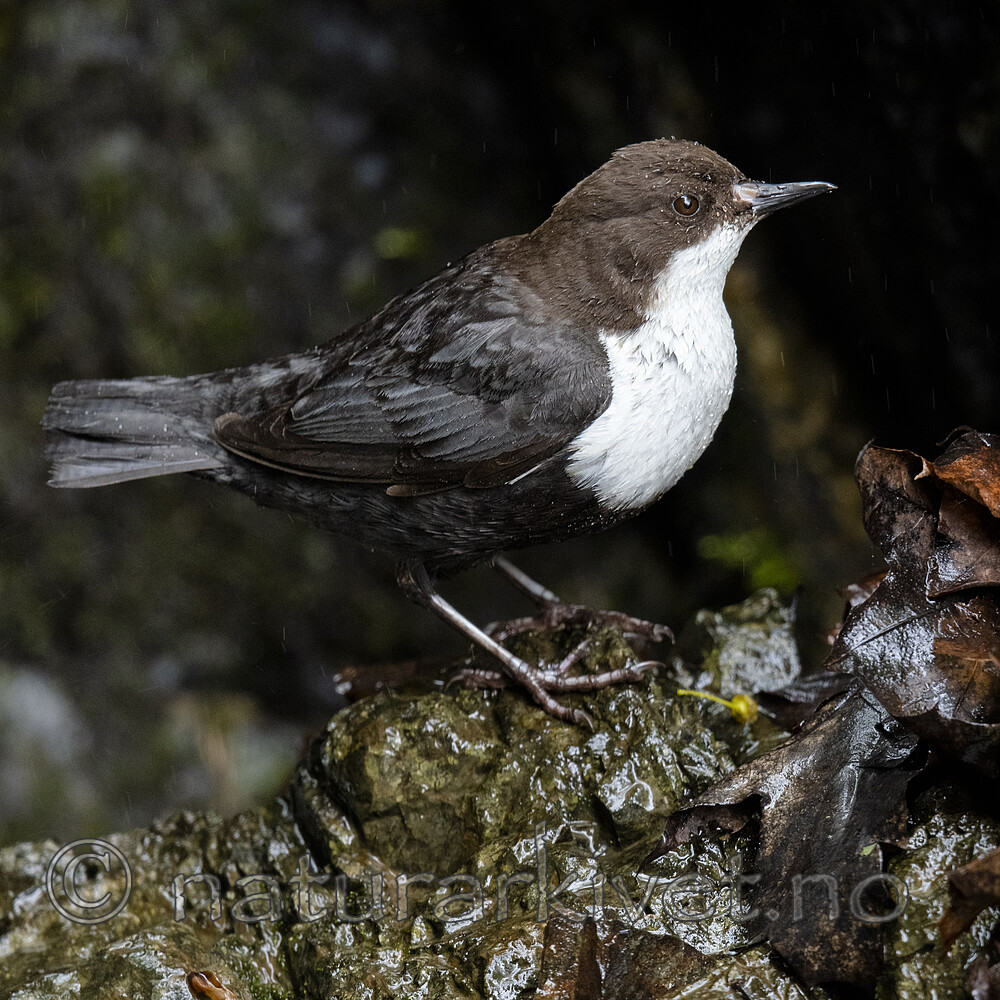 BB_20200518_0716 / Cinclus cinclus / Fossekall