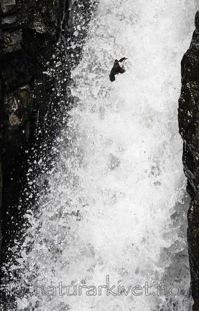 BB_20200518_0833 / Cinclus cinclus / Fossekall