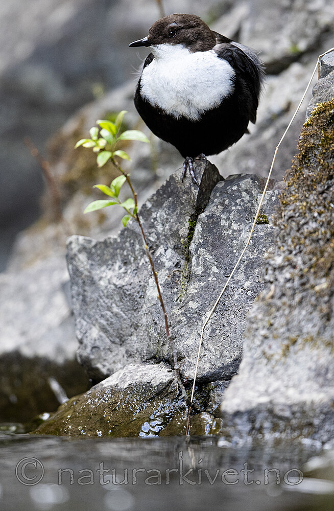 BB_20200518_0870 / Cinclus cinclus / Fossekall
