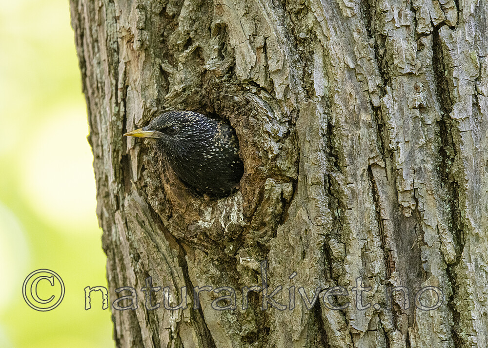 BB_20200520_0211 / Sturnus vulgaris / Stær