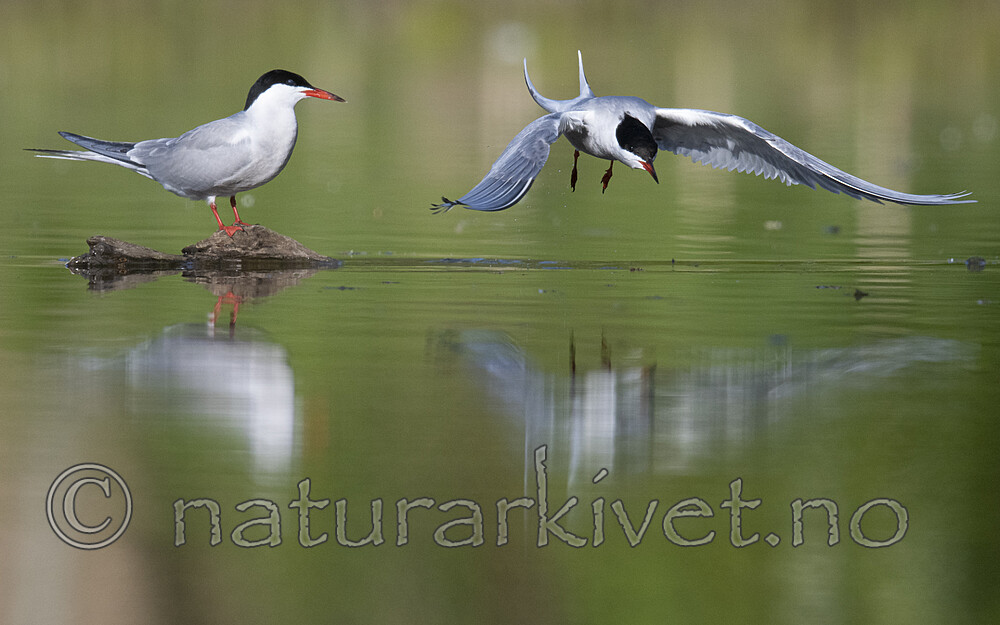BB_20200520_0735 / Sterna hirundo / Makrellterne