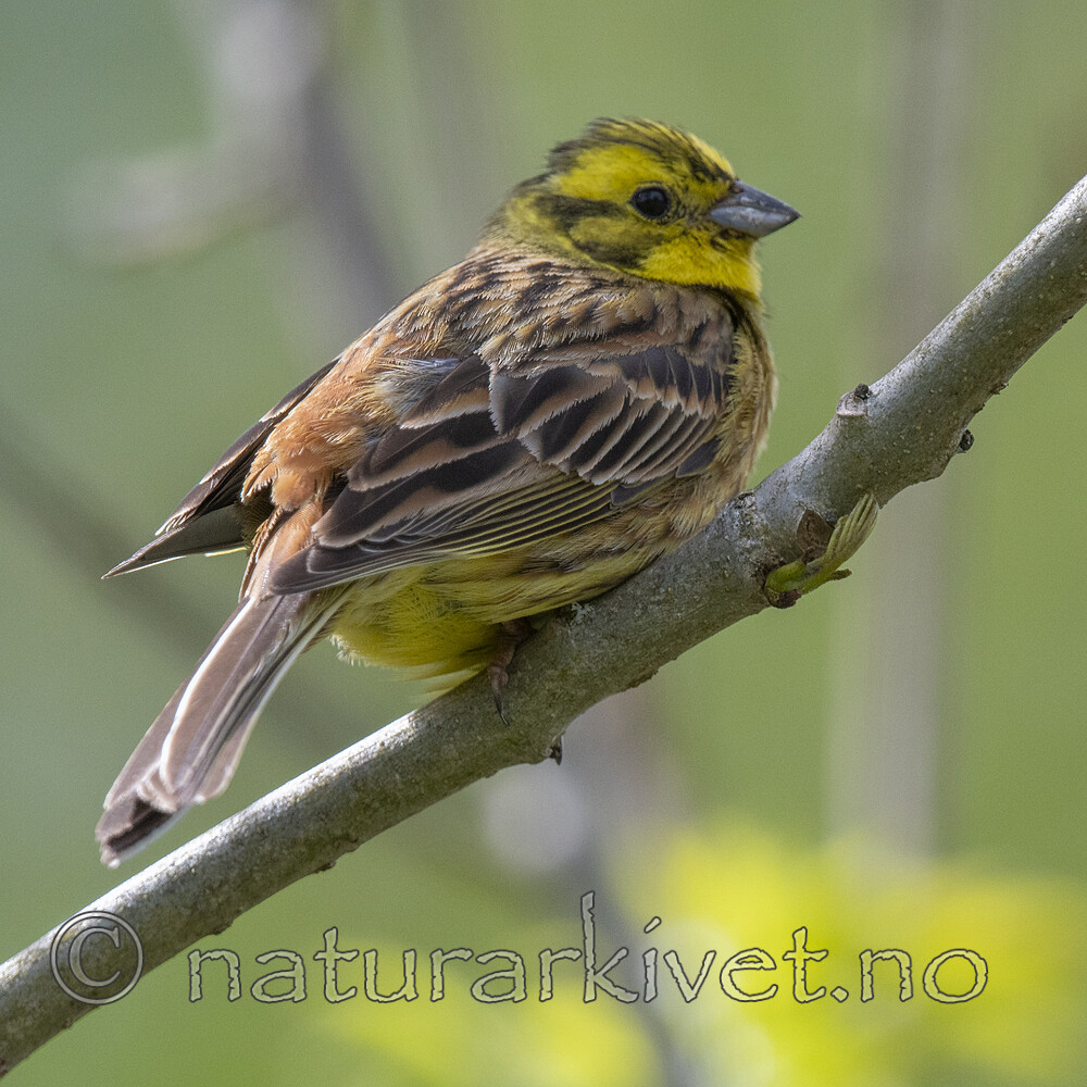 BB_20200524_0184 / Emberiza citrinella / Gulspurv