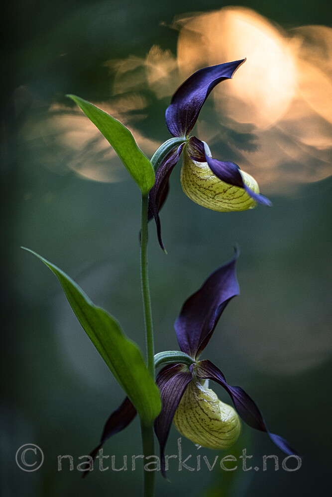 BB_20200608_0175 / Cypripedium calceolus / Marisko