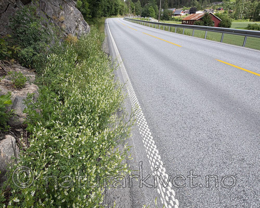 BB_20200701_0323 / Melilotus albus / Hvitsteinkløver