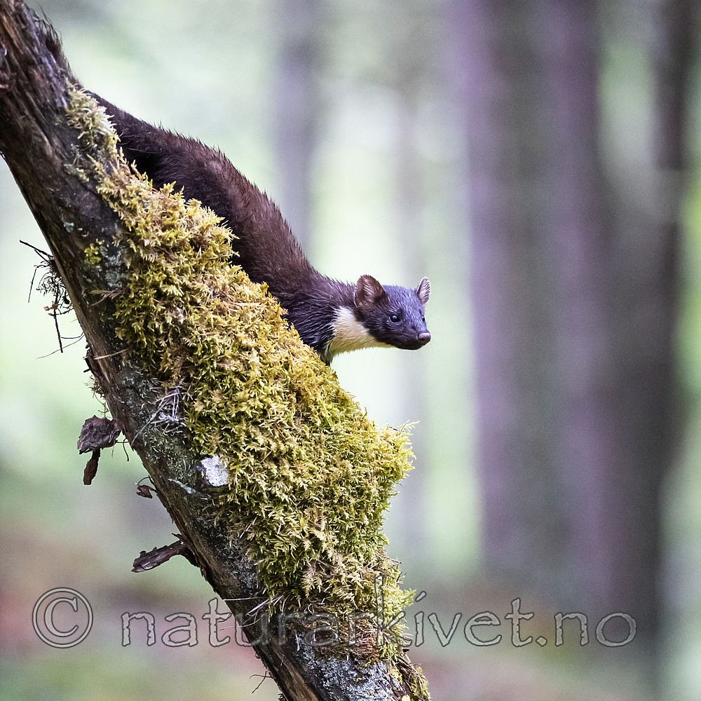 BB_20200706_0074 / Martes martes / Mår