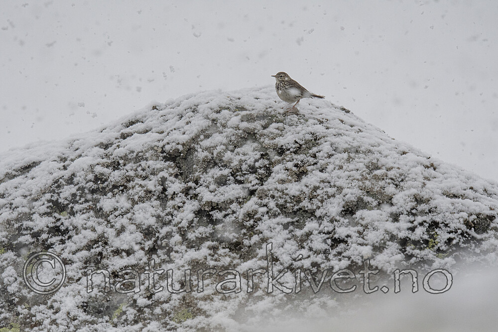 BB_20200707_0195 / Anthus pratensis / Heipiplerke
