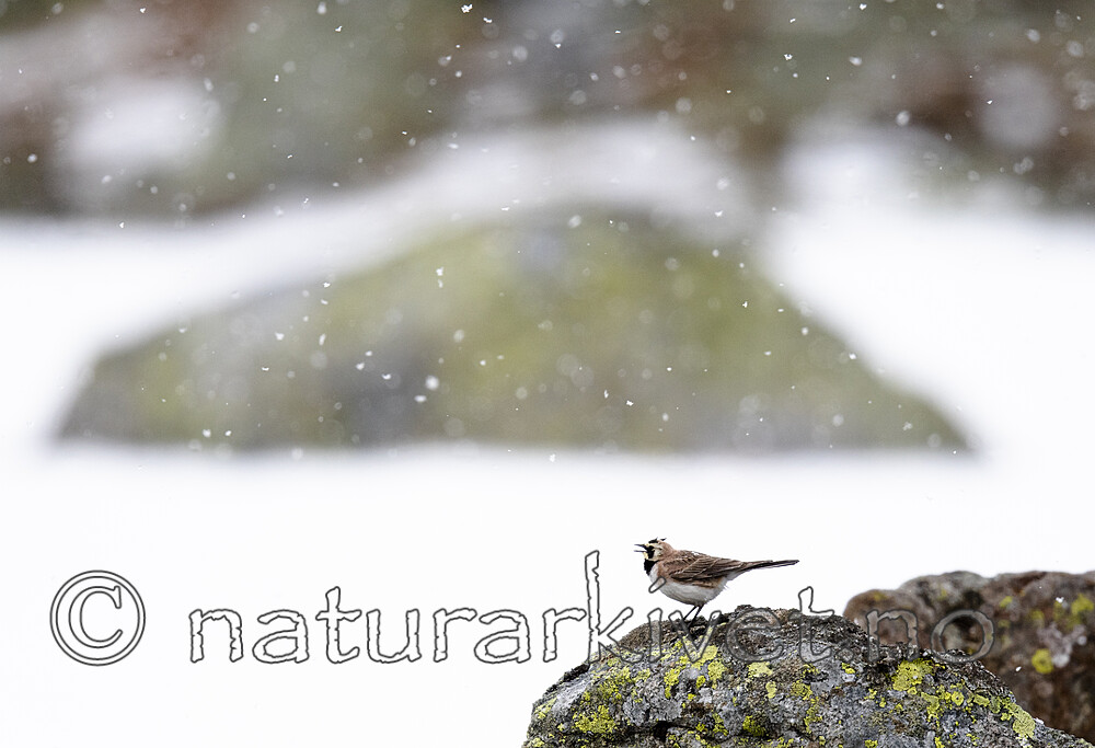 BB_20200707_0707 / Eremophila alpestris / Fjellerke