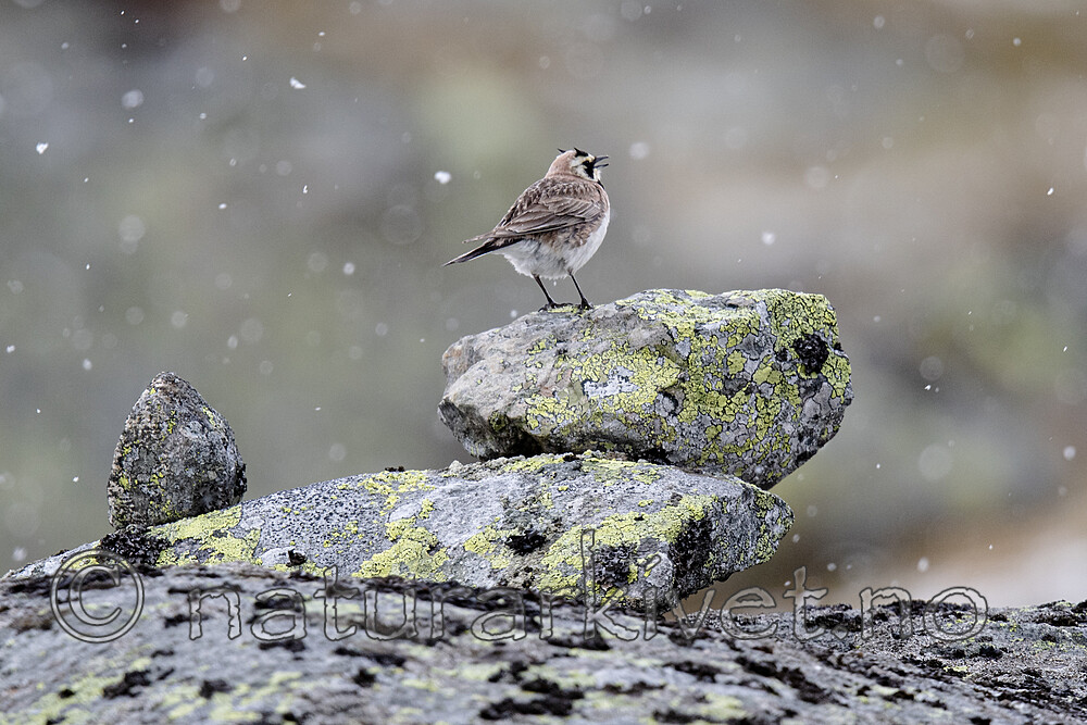 BB_20200707_0719 / Eremophila alpestris / Fjellerke