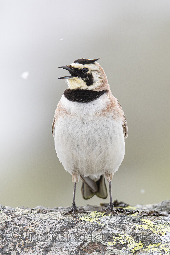BB_20200707_0768-2 / Eremophila alpestris / Fjellerke