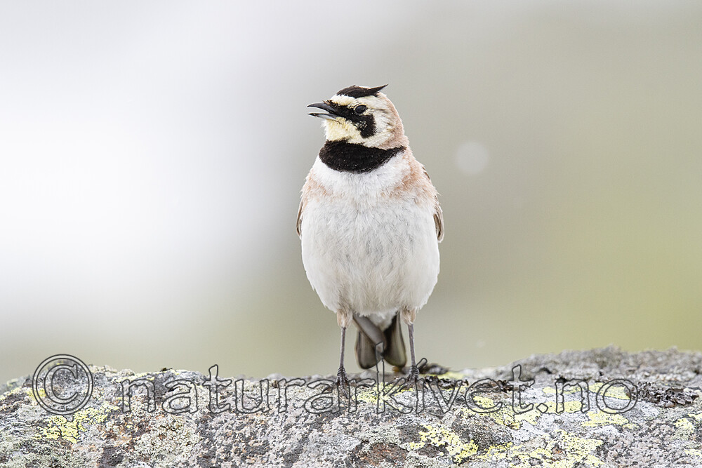 BB_20200707_0770 / Eremophila alpestris / Fjellerke