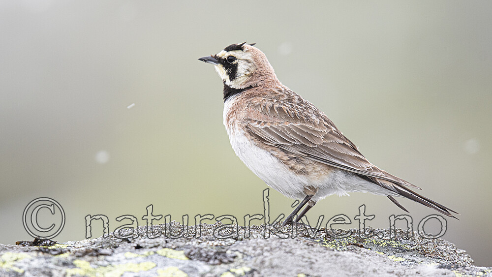 BB_20200707_0779-2 / Eremophila alpestris / Fjellerke