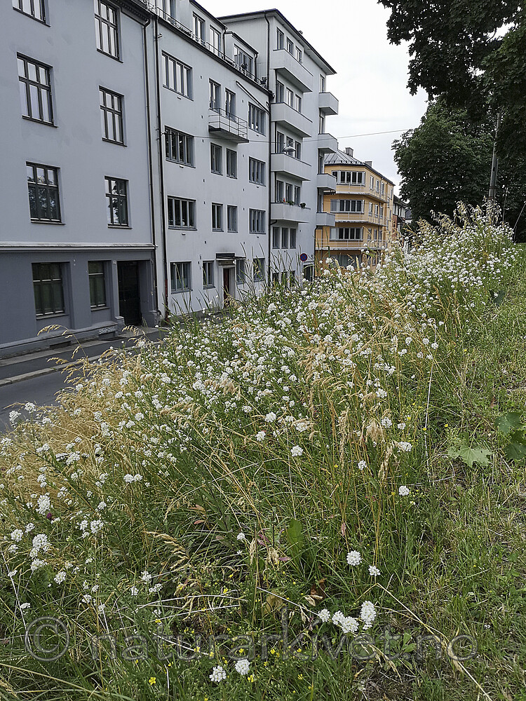 BB_20200708_0006 / Berteroa incana / Hvitdodre