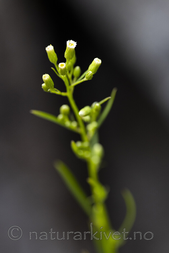 BB_20200712_0005 / Conyza canadensis / Hestehamp