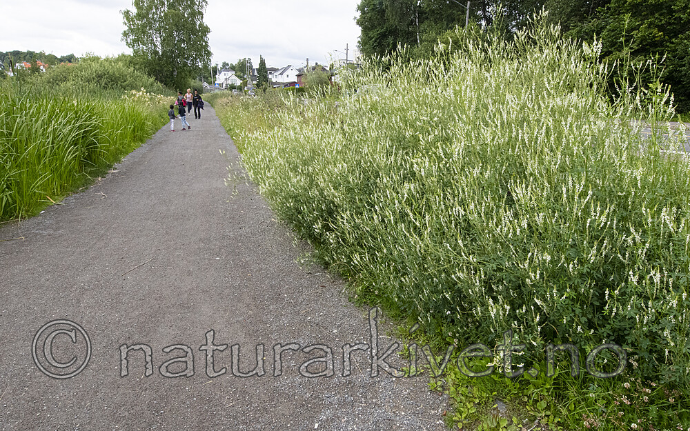 BB_20200716_0042 / Melilotus albus / Hvitsteinkløver