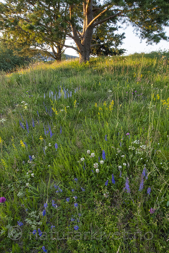 BB_20200716_0183 / Galium verum / Gulmaure <br /> Pinus sylvestris / Furu <br /> Trifolium repens / Hvitkløver <br /> Veronica spicata / Aksveronika
