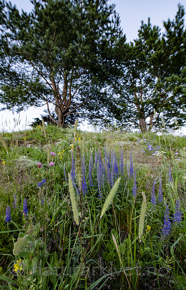 BB_20200716_0239 / Phleum phleoides / Smaltimotei <br /> Pinus sylvestris / Furu <br /> Veronica spicata / Aksveronika