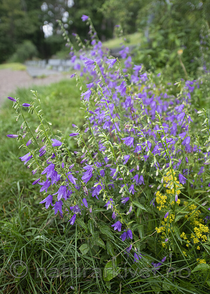 BB_20200719_0218 / Campanula rapunculoides / Ugrasklokke