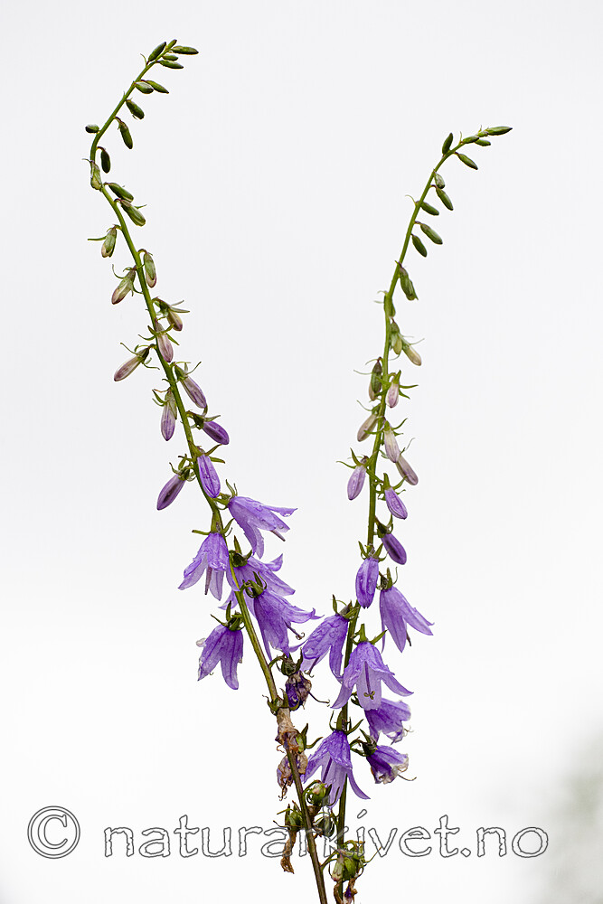 BB_20200719_0366 / Campanula rapunculoides / Ugrasklokke