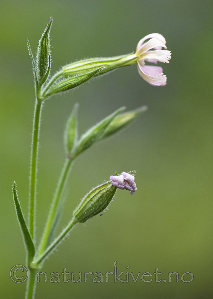 BB_20200719_0399 / Silene noctiflora / Nattsmelle