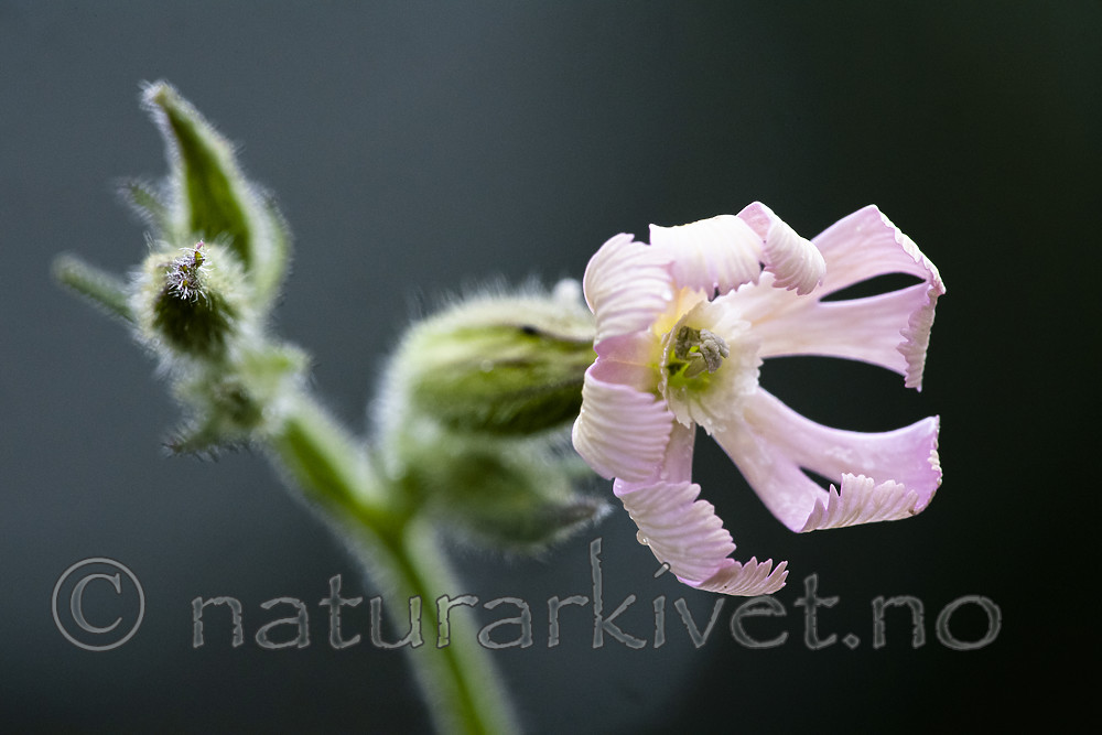 BB_20200719_0416 / Silene noctiflora / Nattsmelle