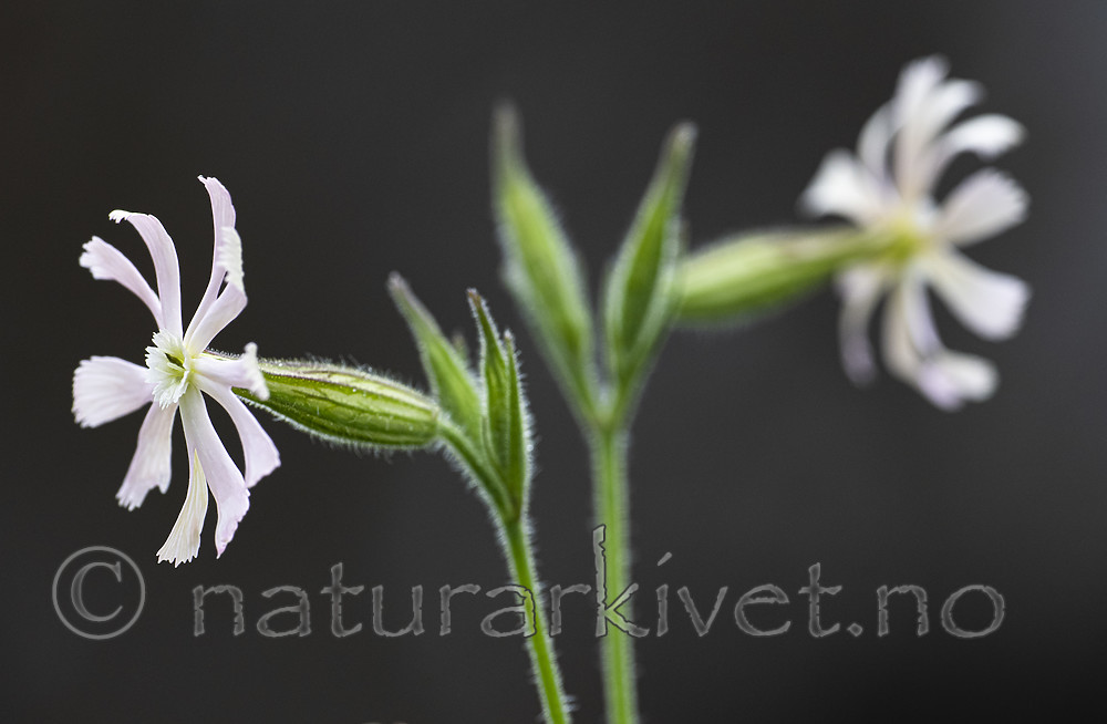 BB_20200719_0514 / Silene noctiflora / Nattsmelle