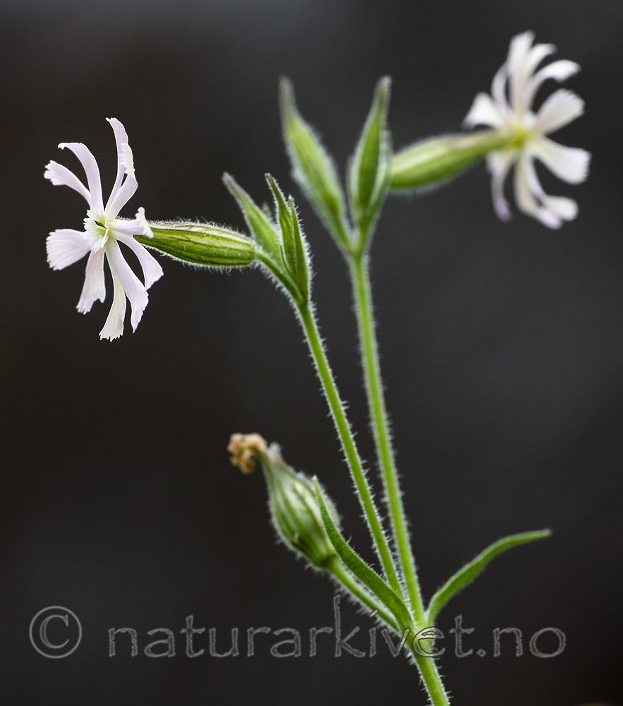 BB_20200719_0532 / Silene noctiflora / Nattsmelle