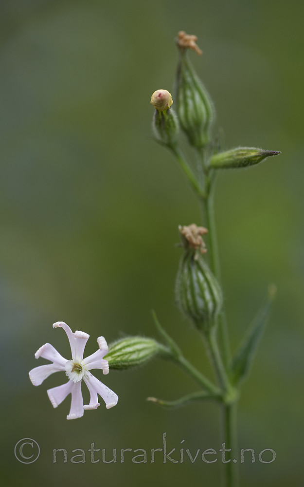 BB_20200719_0579 / Silene noctiflora / Nattsmelle