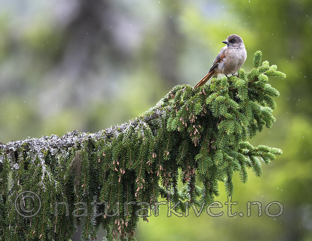 BB_20200721_0020 / Perisoreus infaustus / Lavskrike