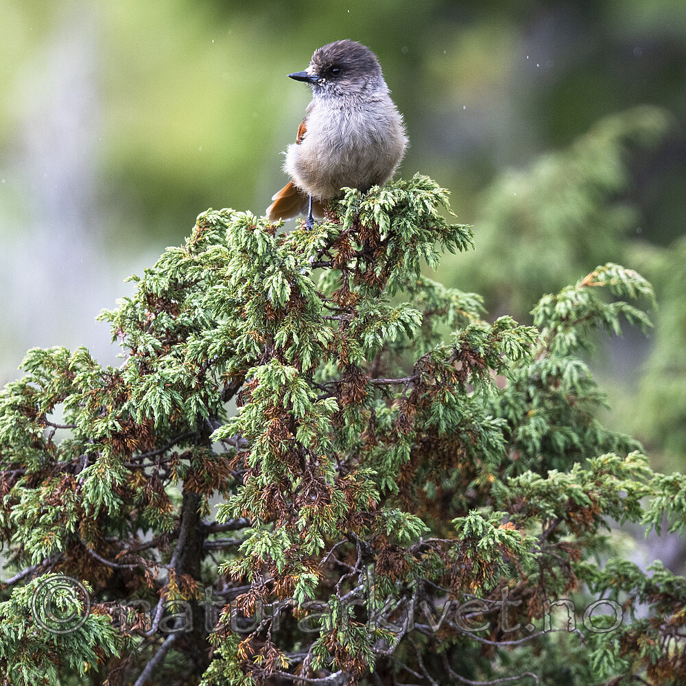 BB_20200721_0022 / Perisoreus infaustus / Lavskrike