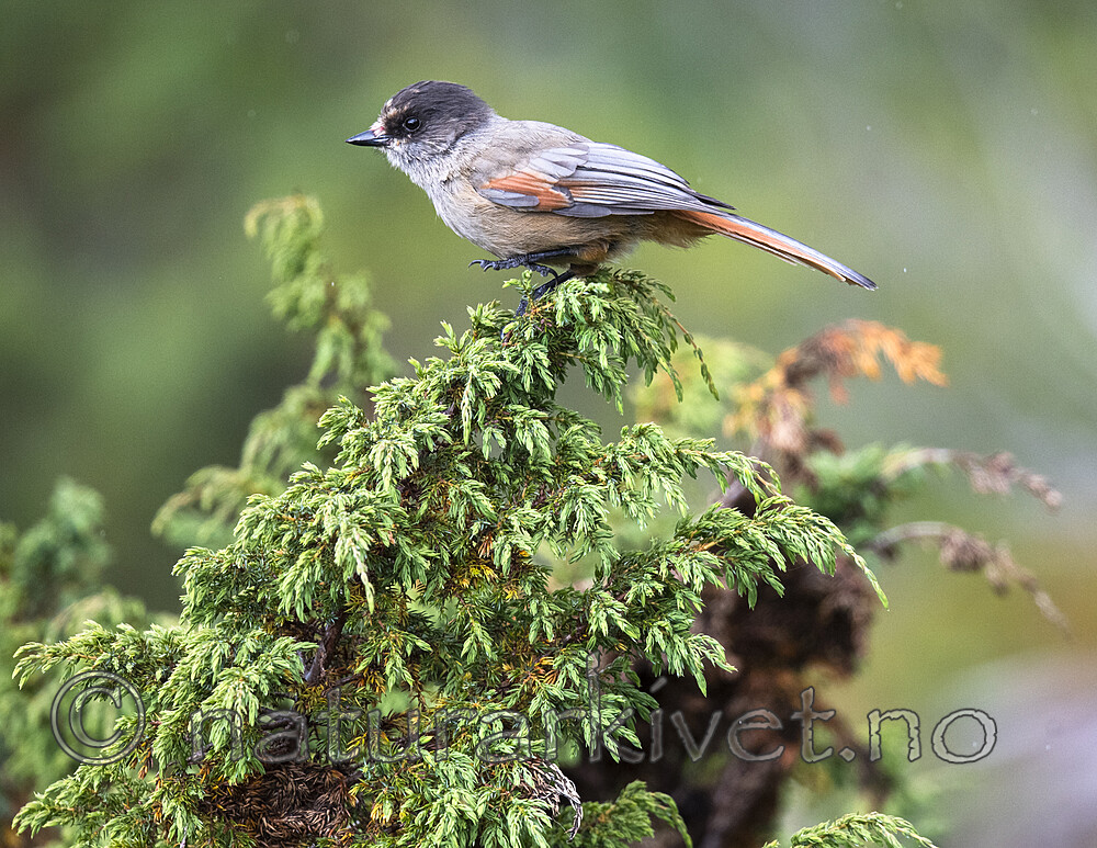 BB_20200721_0029 / Perisoreus infaustus / Lavskrike