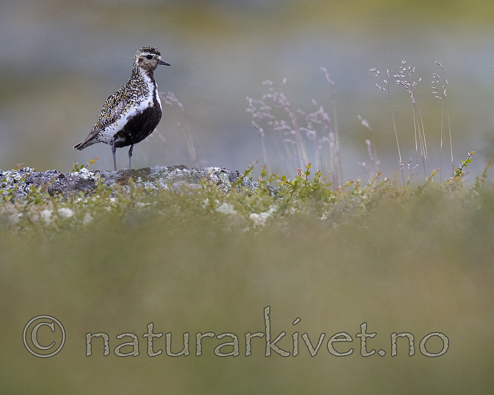 BB_20200722_0194 / Pluvialis apricaria / Heilo
